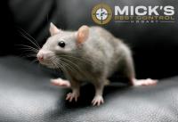 Mick's Rat Control Hobart image 10